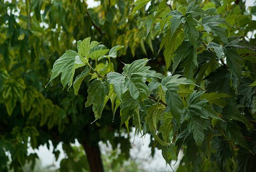 arbre